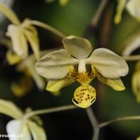 Orchideen Ausstellung in der Orangerie Elfenau 035.jpg